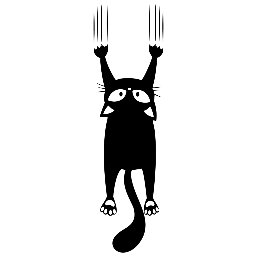 Black cat