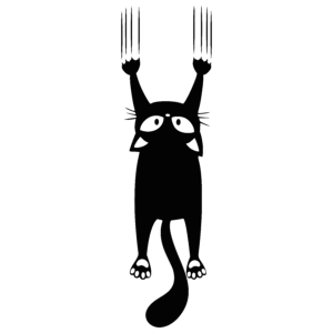 Black cat